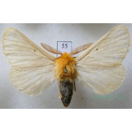 Lemonia taraxaci (Denis & Schiffermüller, 1775) male Ugorówka złotnica Czech55